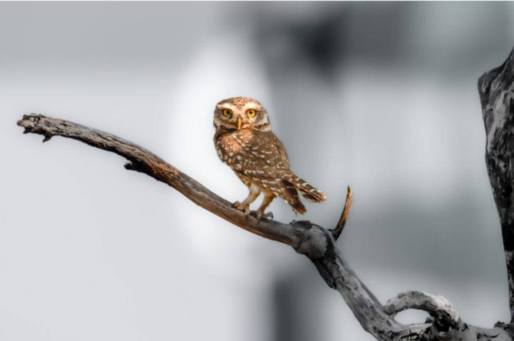 potret forest owlet (vecteezy.com/bhargav.bajani)