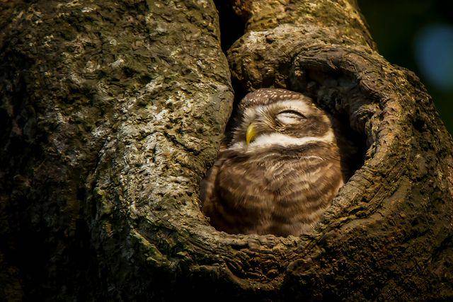 potret forest owlet (vecteezy.com/mrpdesigner)