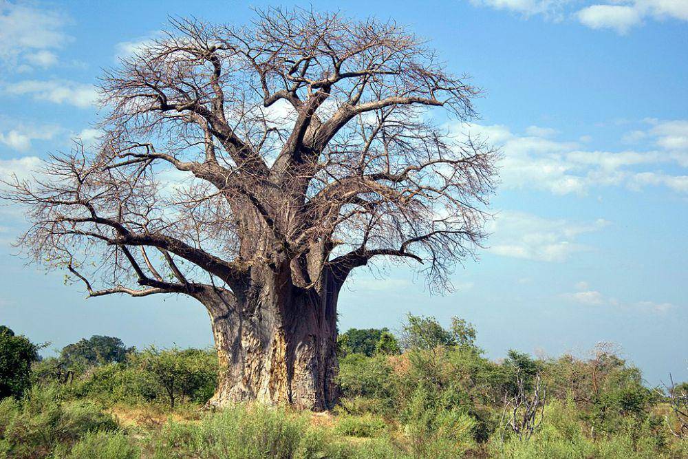 Pohon baobab (commons.wikimedia.org/Muséum de Toulouse)