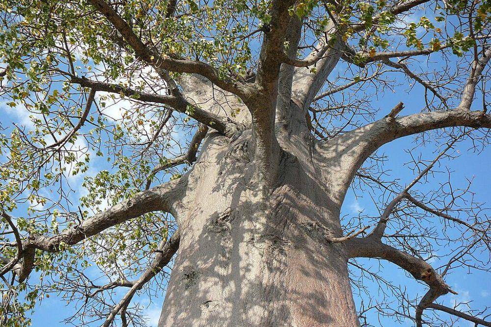 Batang pohon baobab (commons.wikimedia.org/Muséum de Toulouse)