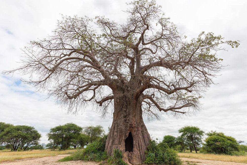 Pohon baobab (commons.wikimedia.org/Diego Delso)