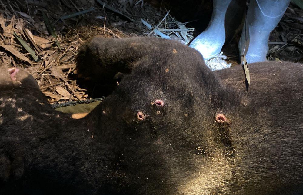 Beruang Madu di Riau Terjerat dan Terluka Akibat Tusukan Tombak