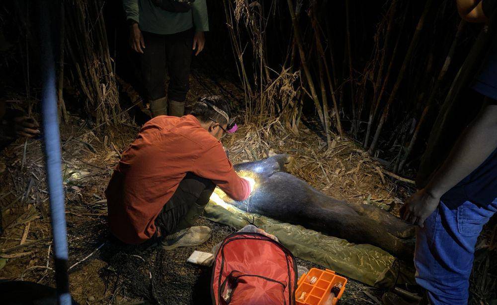 Tim medis saat melakukan pengobatan terhadap Beruang Madu (IDN Times/ dok BBKSDA Riau)