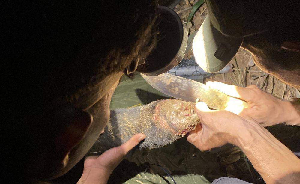 Kaki Beruang Madu yang kena jeratan (IDN Times/ dok BBKSDA Riau)