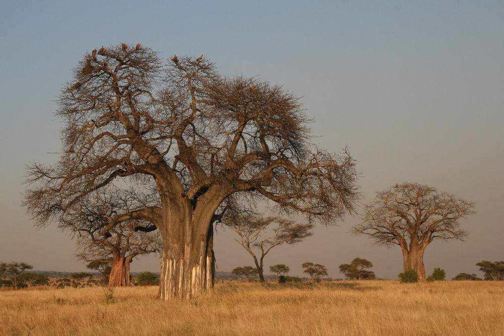 Pohon baobab (commons.wikimedia.org/Yoky)