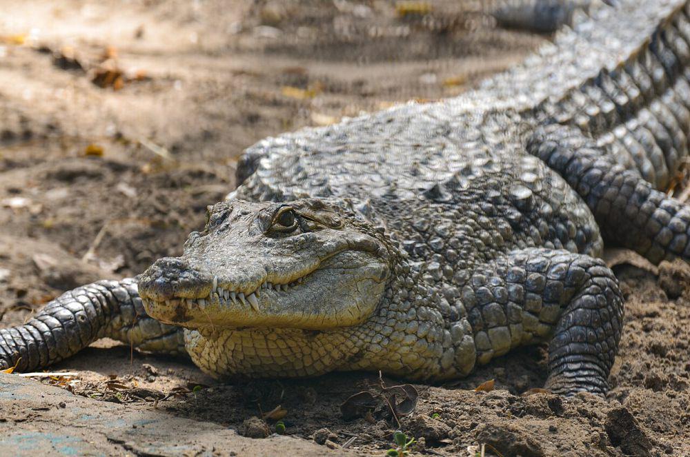 5 Predator Utama Buaya di Alam Liar, Bikin Buaya Gak Berkutik!
