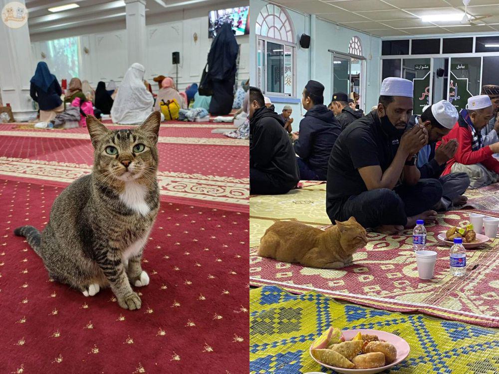 7 Potret Lucu Kucing di Masjid, Ikut Tarawih hingga Bukber