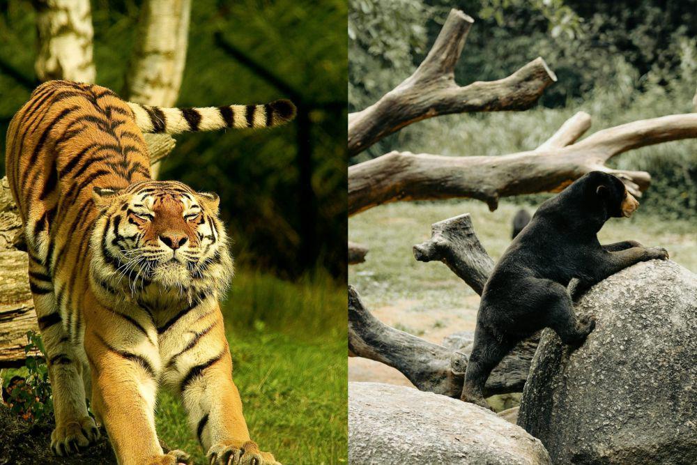 Cara Mudah Membedakan Cakaran Harimau dan Beruang Madu di Pohon