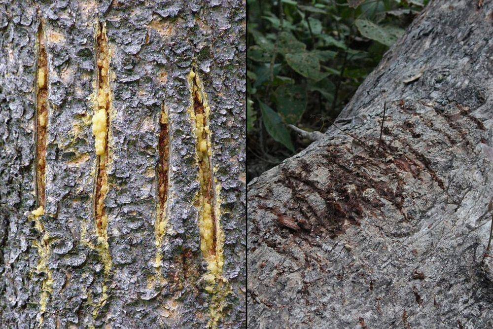 ilustrasi cakaran harimau dan beruang madu (commons.wikimedia.org/ U.S. Geological Survey from Reston, VA, USA | commons.wikimedia.org/Vedang Narain)