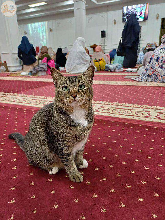 potret kucing di masjid (x.com/kochengfs)
