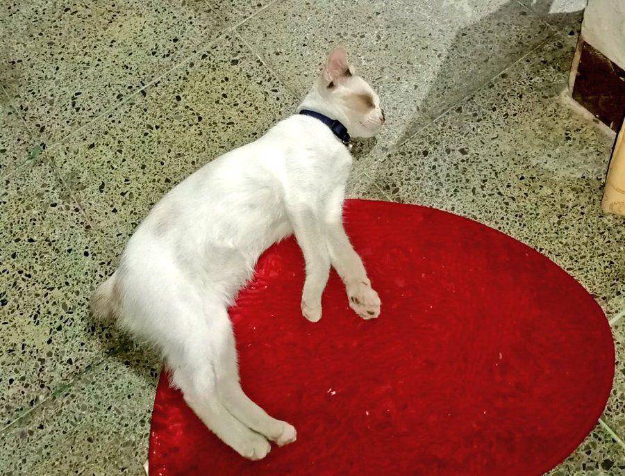 potret kucing di masjid (x.com/hi_YuyoonGi)