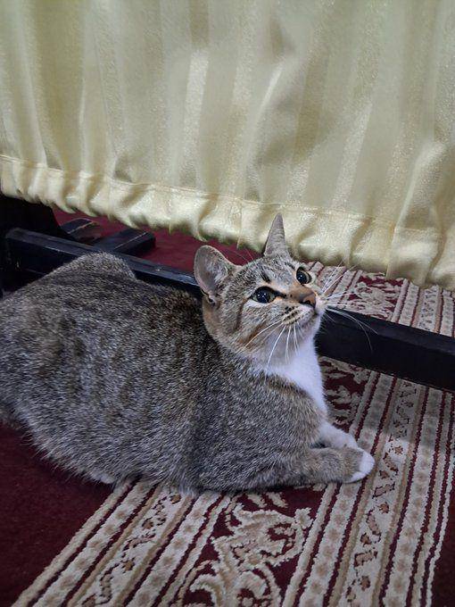 potret kucing di masjid (x.com/recehbgt)