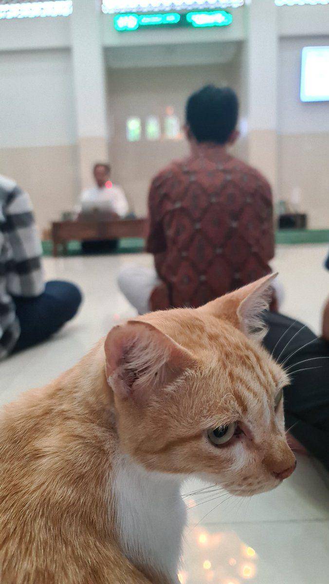 potret kucing di masjid (x.com/matchachiaoo)