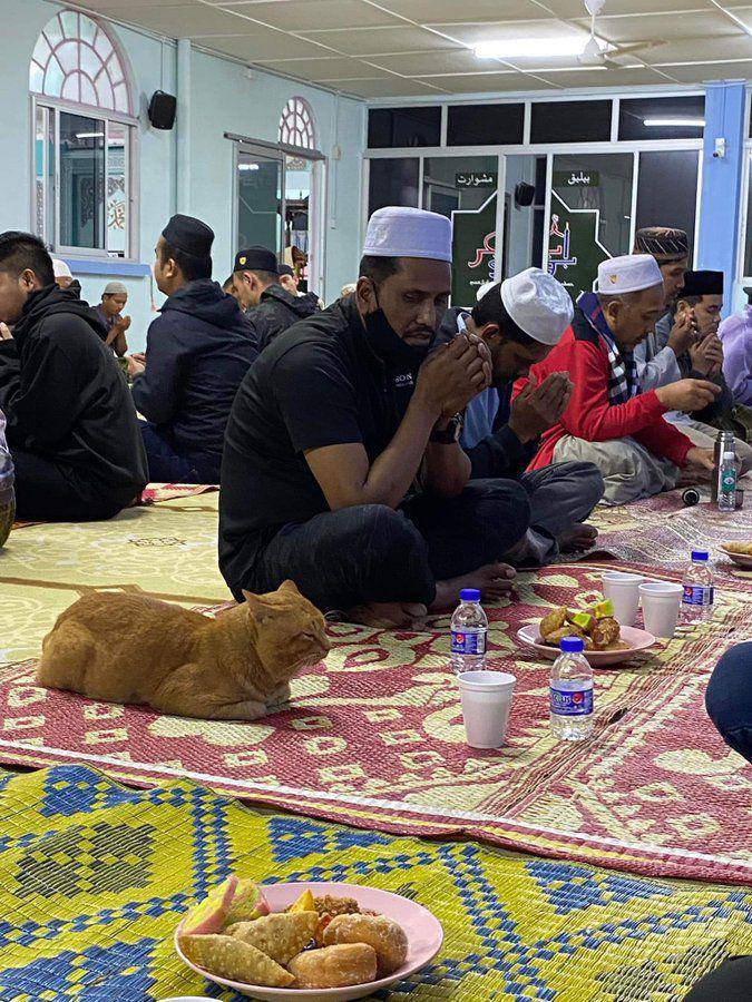 potret kucing di masjid (x.com/satuemiten)