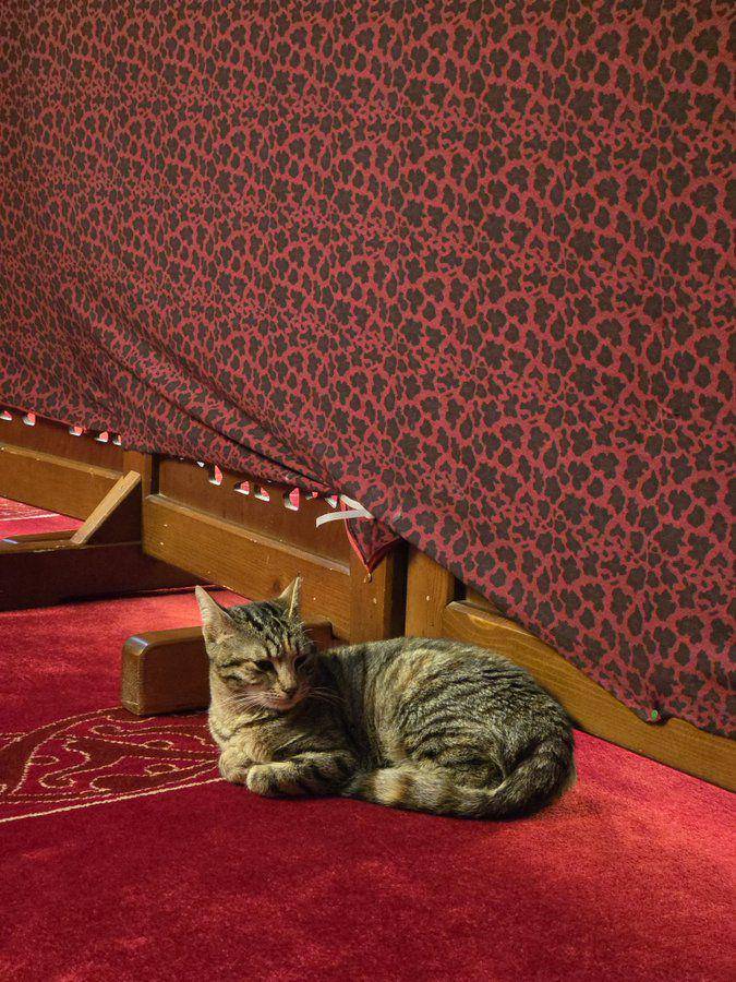 potret kucing di masjid (x.com/dhiradio)