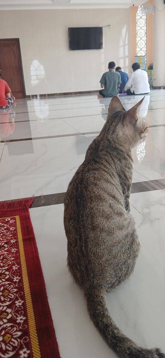 potret kucing di masjid (x.com/iye_bos)