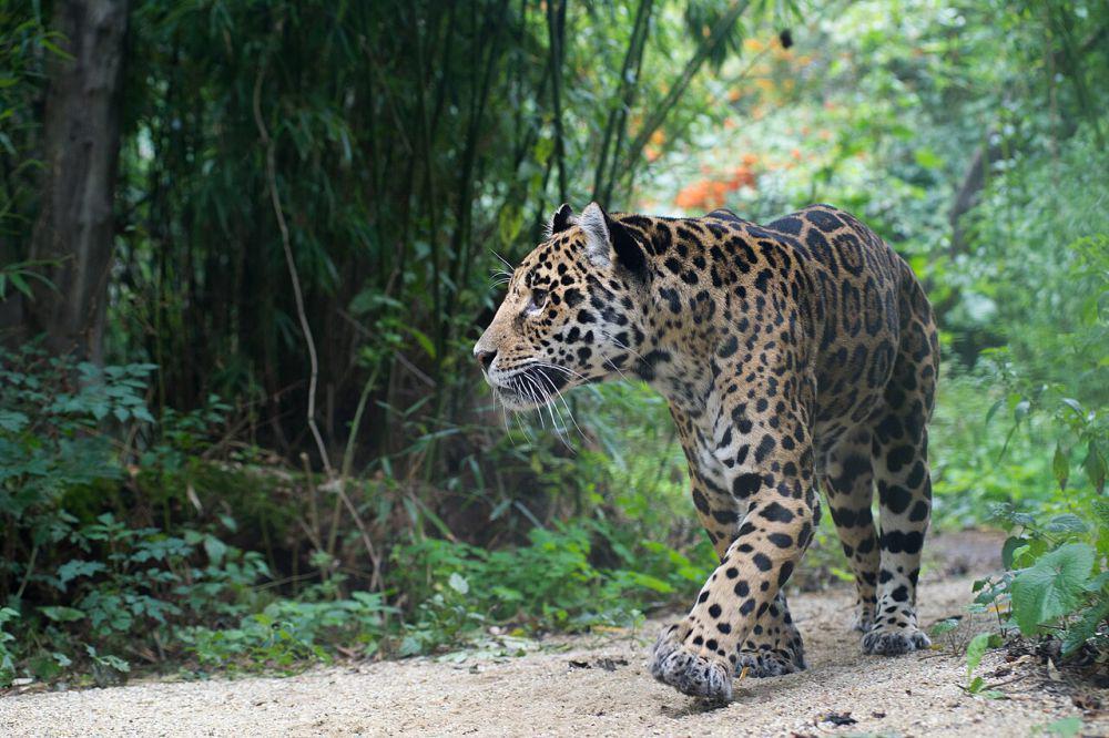 Kucing besar (commons.wikimedia.org/Alexander Leisser)