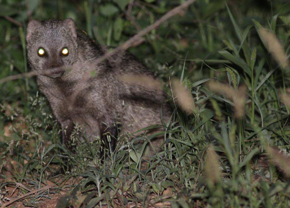 Garangan ekor putih tergolong hewan nokturnal sekaligus soliter yang sangat pemalu. (inaturalist.org/opisska)