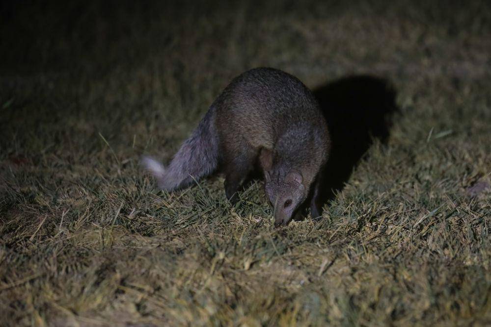 garangan ekor putih yang sedang berkeliling saat malam (inaturalist.org/galewski)