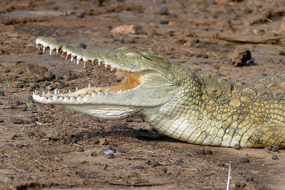 Buaya (commons.wikimedia.org/Bernard DUPONT)