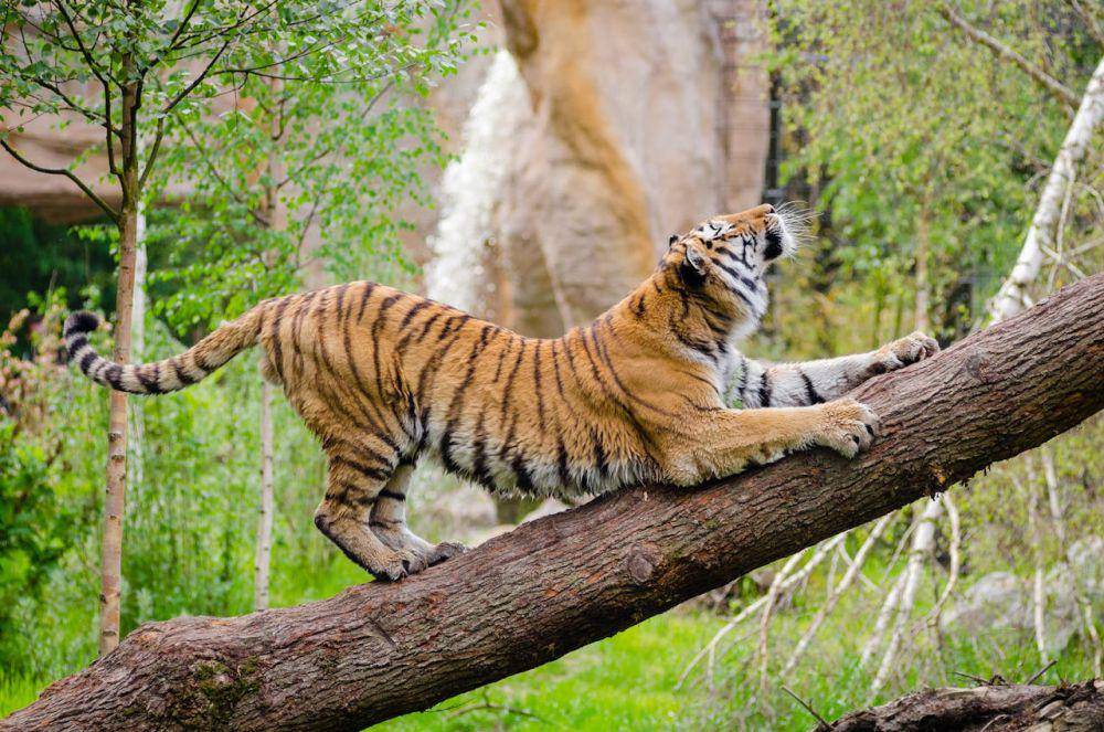 ilustrasi harimau mencakar pohon (pexels.com/Flickr)