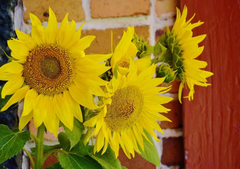 5 Tanaman Hias Berbunga yang Cocok untuk Tema Sustainable Living