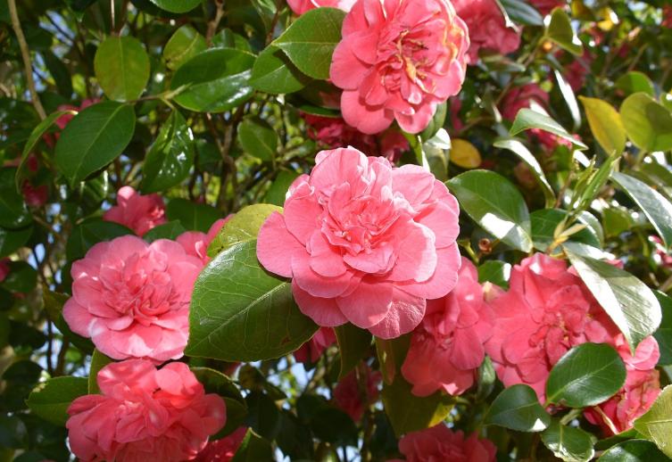 ilustrasi camellia (pixabay.com/JACLOU-DL)