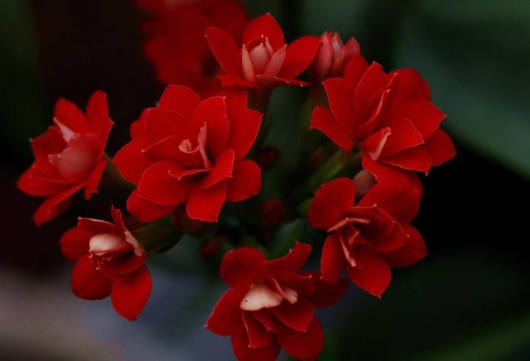 ilustrasi kalanchoe (pixabay.com/ignartonosbg)