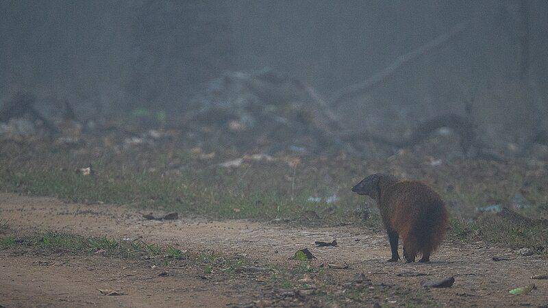 garangan leher belang yang sedang berjalan di area penuh polusi (commons.wikimedia.org/Kandukuru Nagarjun)