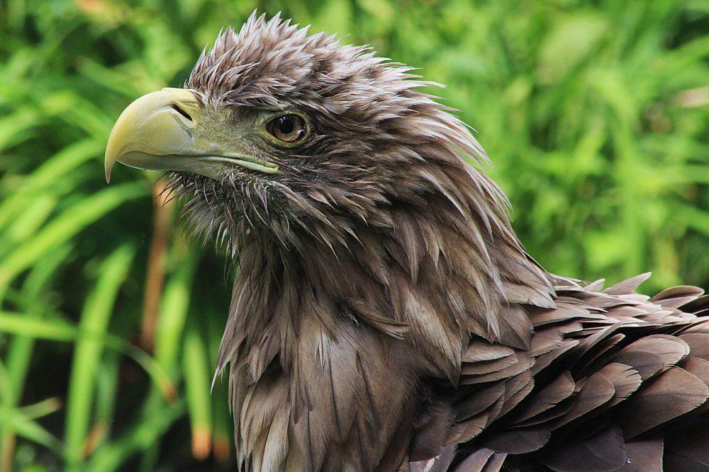 Burung elang (commons.wikimedia.org/Magdalena Smyczek)