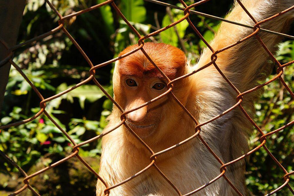 5 Fauna di Hutan Hujan Dataran Rendah Kalimantan, Ada Bekantan