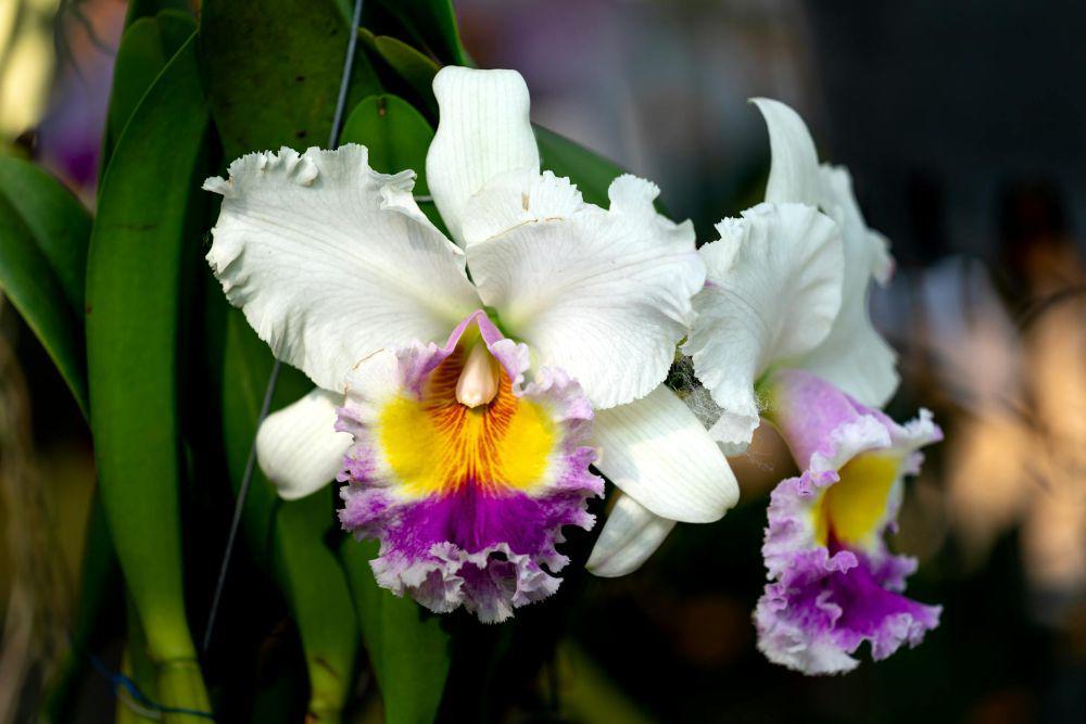 5 Fakta Unik Christmas Orchid, Anggrek Nasional Kolombia yang Langka