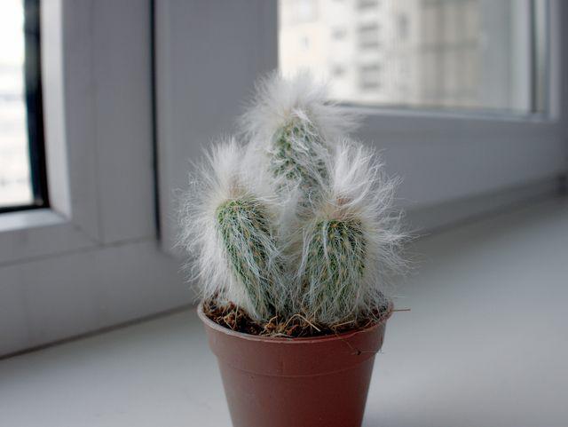 5 Fakta Menarik Silver Torch Cactus, Kaktus Langka yang Berbunga Indah