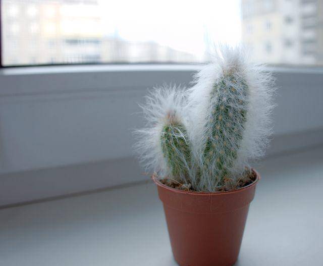 Silver torch cactus (vecteezy.com/valeriya.karetnaya790645)