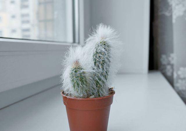 Silver torch cactus (vecteezy.com/valeriya.karetnaya790645)