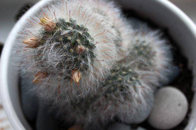 Silver torch cactus (vecteezy.com/mariah.67022)