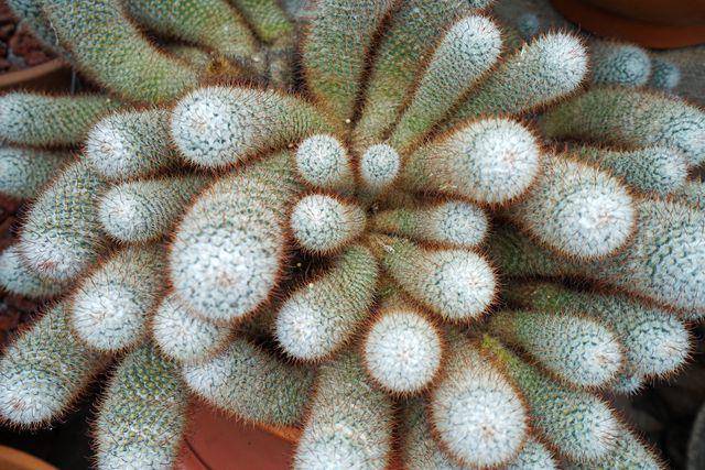 Silver torch cactus (vecteezy.com/cylleneius349521)