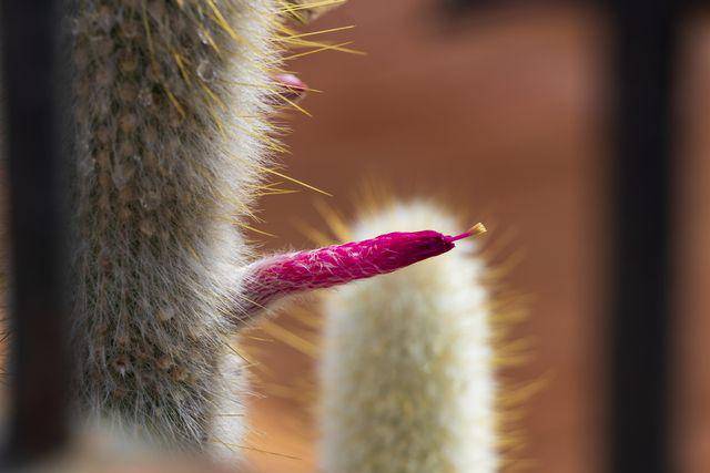 Silver torch cactus (vecteezy.com/arkadij)