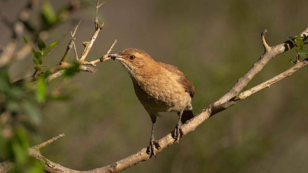 Burung rufous hornero (pixabay.com/Beto_MdP)