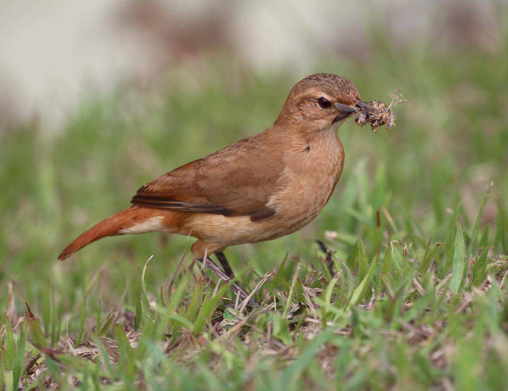Burung rufous hornero (pixabay.com/joelfotos)