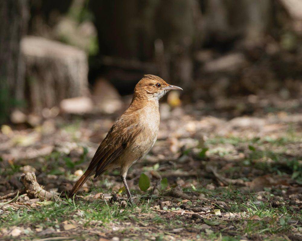 Burung rufous hornero (pixabay.com/Beyo_MdP)