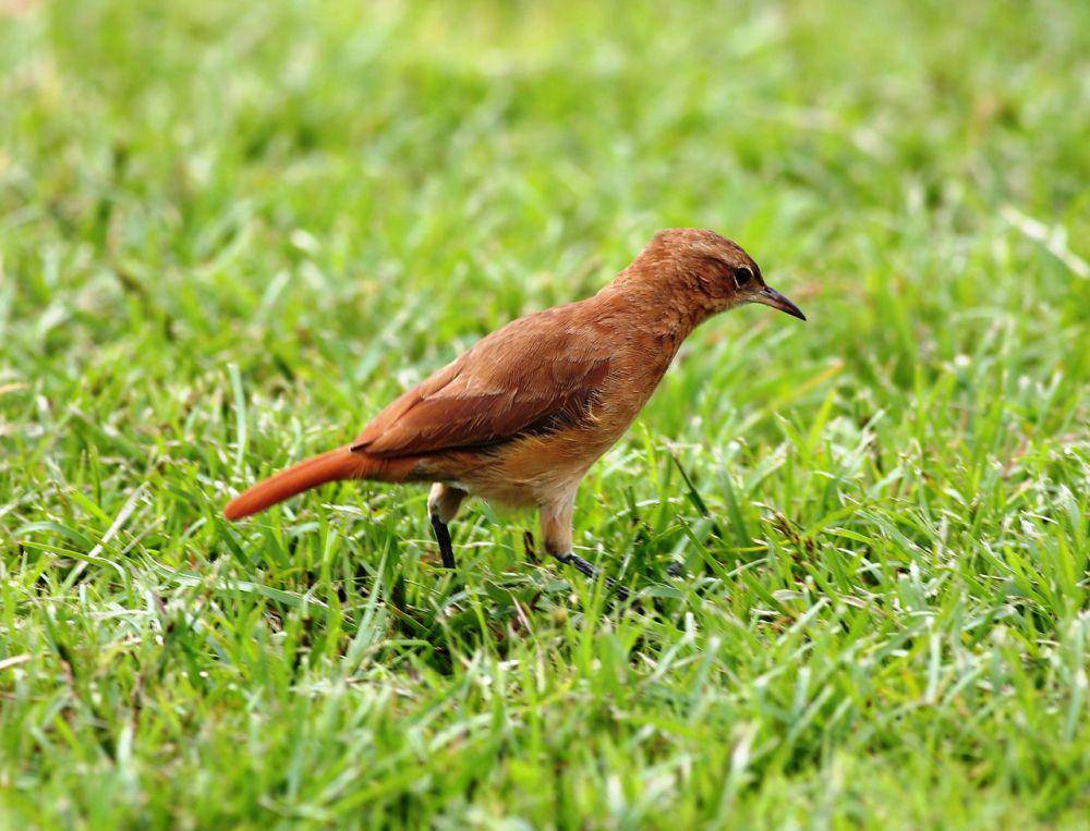 Burung rufous hornero (pixabay.com/joelfotos)
