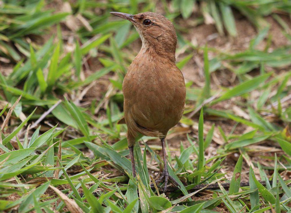 Burung rufous hornero (pixabay.com/joelfotos)