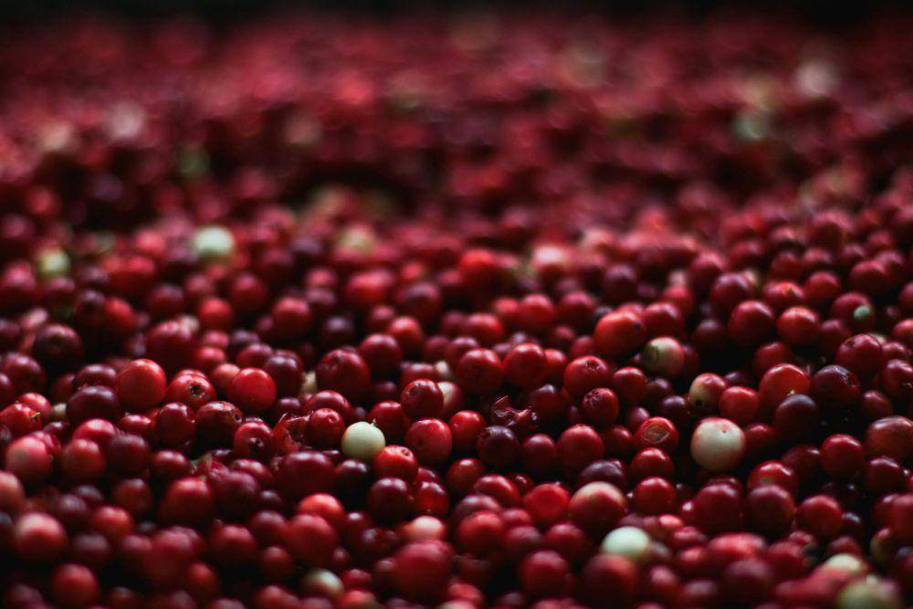 ilustrasi cranberry (pexels.com/Kristina Paukshtite)