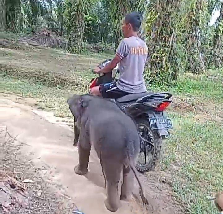 Terpisah dari Induknya, Anak Gajah di Riau Diselamatkan Warga