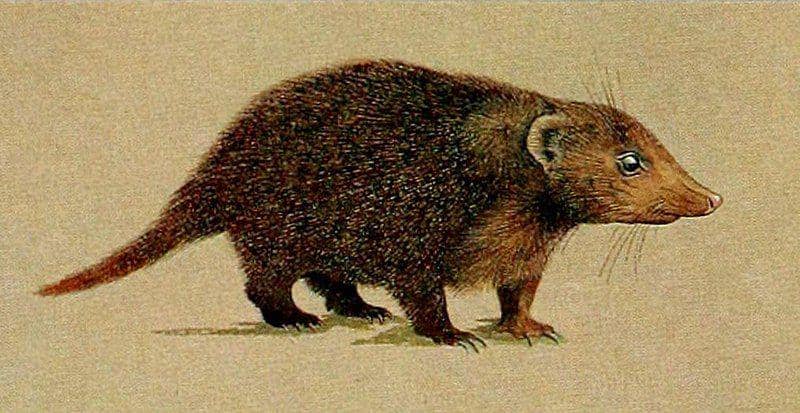 gambar ilustrasi dari kusimanse (commons.wikimedia.org/Rosevear, Donovan Reginald)