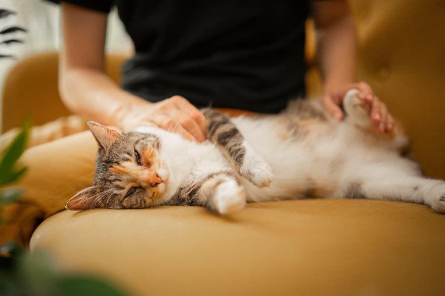 Bagaimana Kucing Memilih Orang yang Disayangi? Ini Caranya