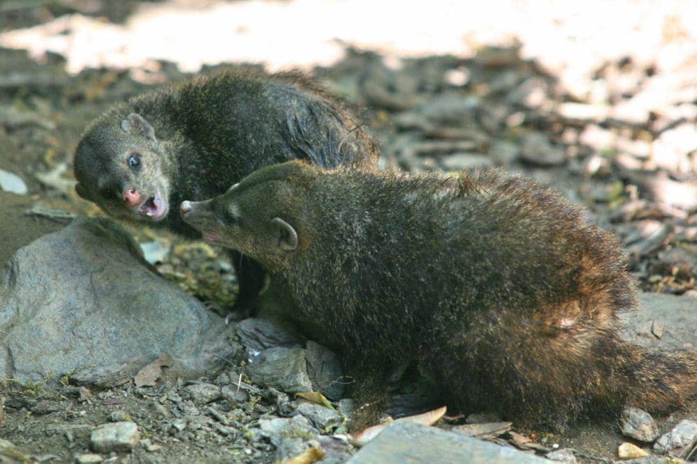 5 Fakta Kusimanse, Kerabat Garangan yang Mirip Pengerat