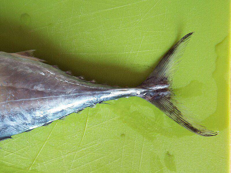 Ilustrasi sirip ekor pada ikan tuna (commons.m.wikimedia.org/Etrusko25)