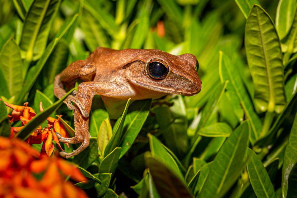 Tak Mau Kawin, Ini Alasan Ilmiah Katak Betina Berpura-pura Mati